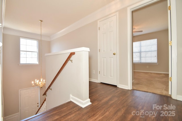 corridor featuring ornamental molding, dark hardwood / wood-style flooring, a wealth of natural light, and a chandelier