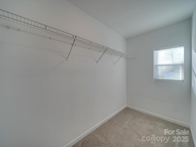 walk in closet with carpet floors