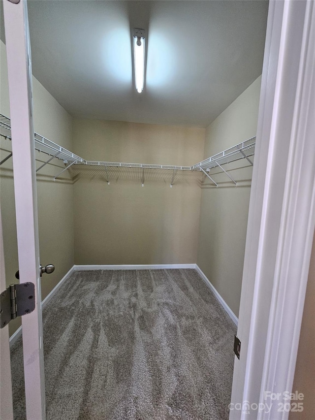 walk in closet with carpet