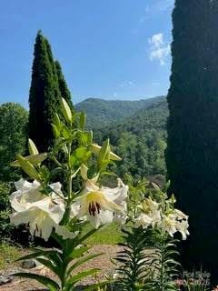view of mountain feature with a wooded view