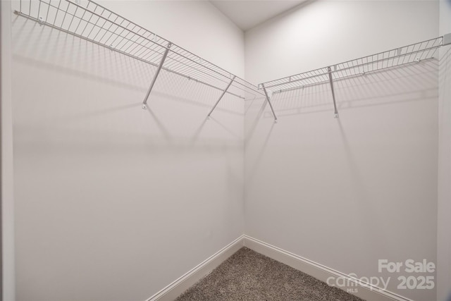 walk in closet with carpet flooring