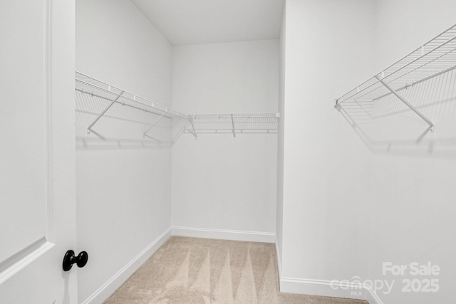 walk in closet featuring carpet flooring