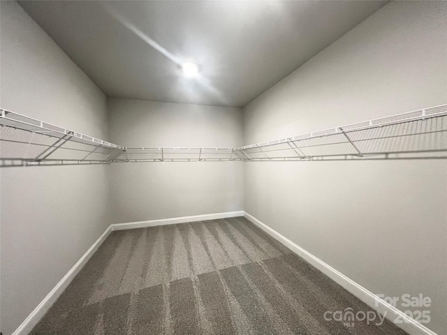 walk in closet with carpet floors