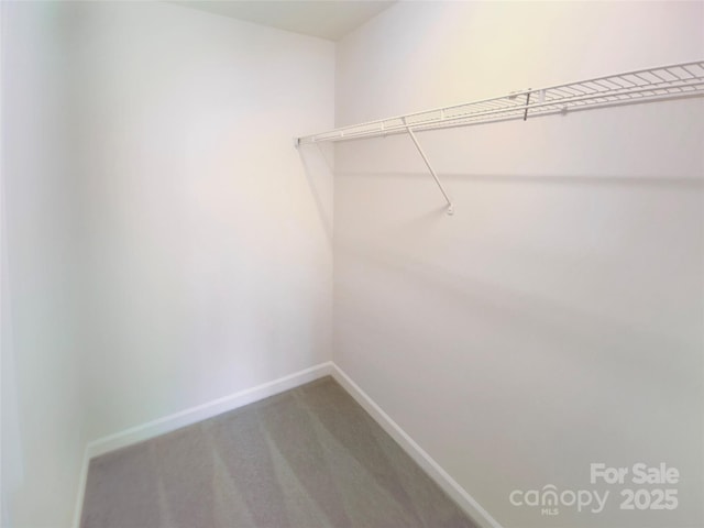 spacious closet featuring carpet