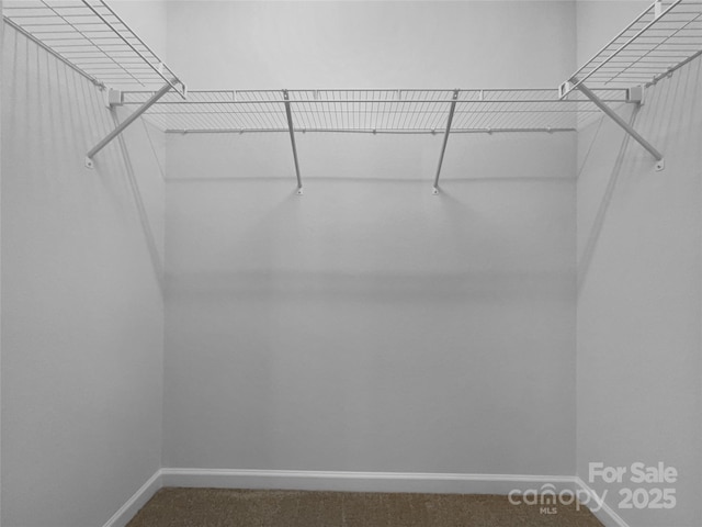 walk in closet with carpet flooring