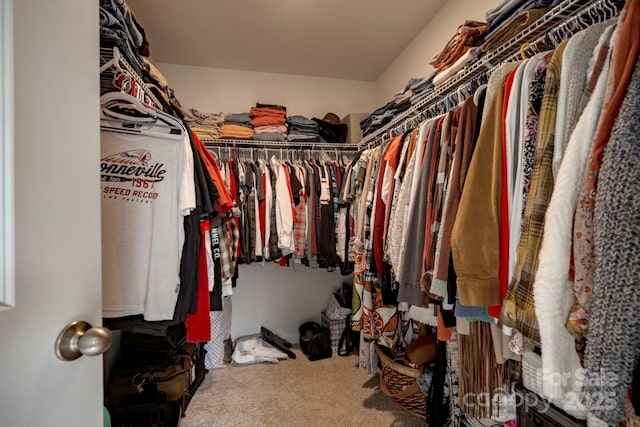 spacious closet featuring carpet