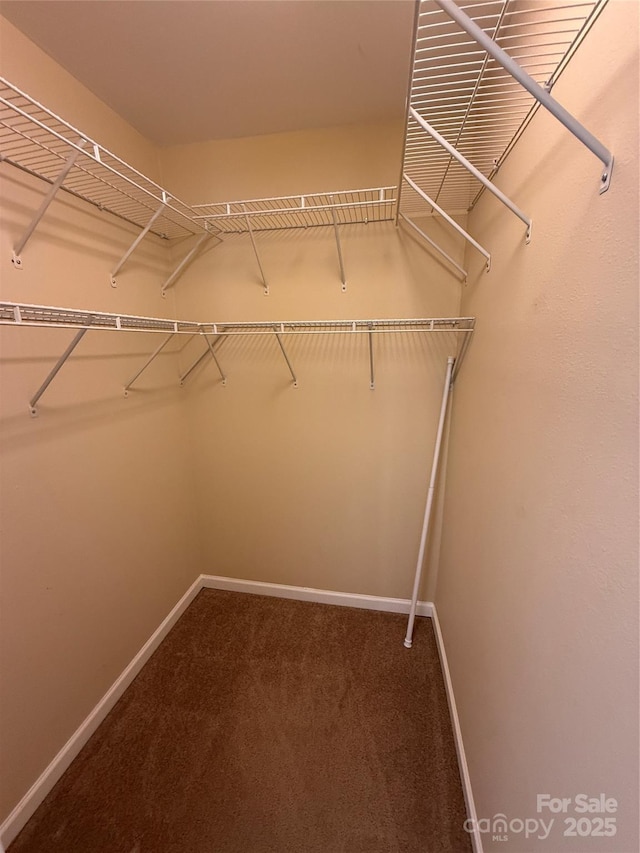 walk in closet featuring carpet