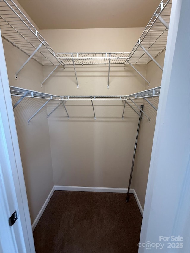 spacious closet with carpet floors