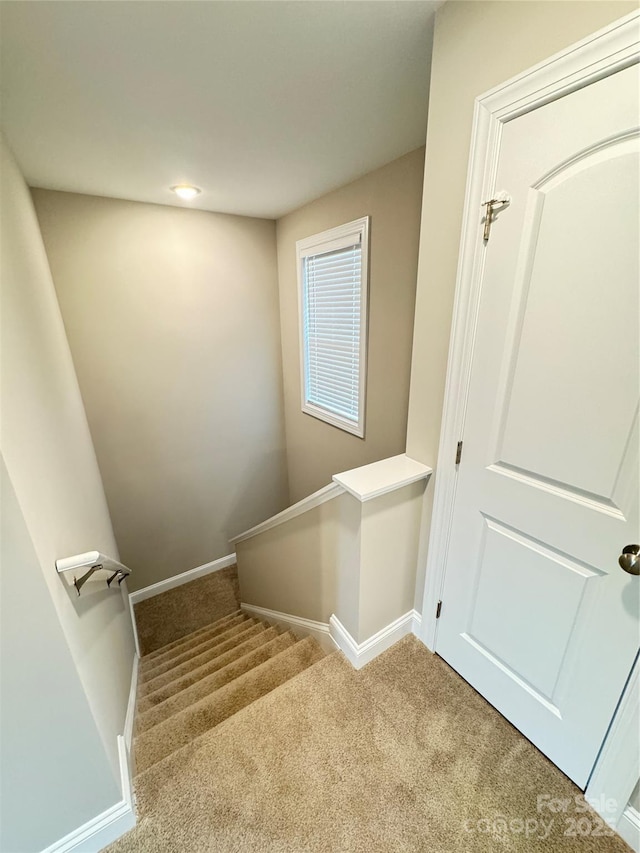 stairway featuring carpet