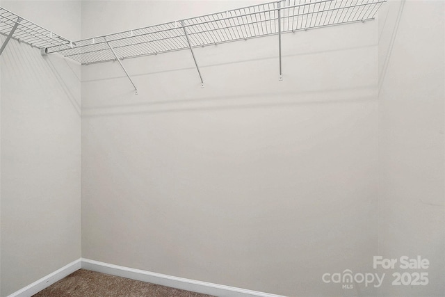 spacious closet with carpet