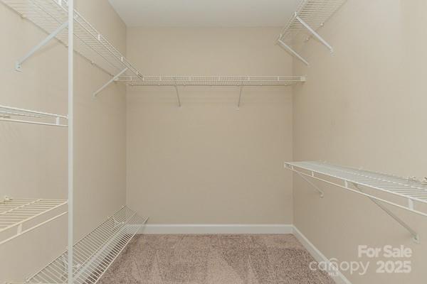 walk in closet with carpet floors