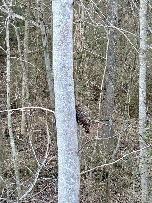 view of local wilderness