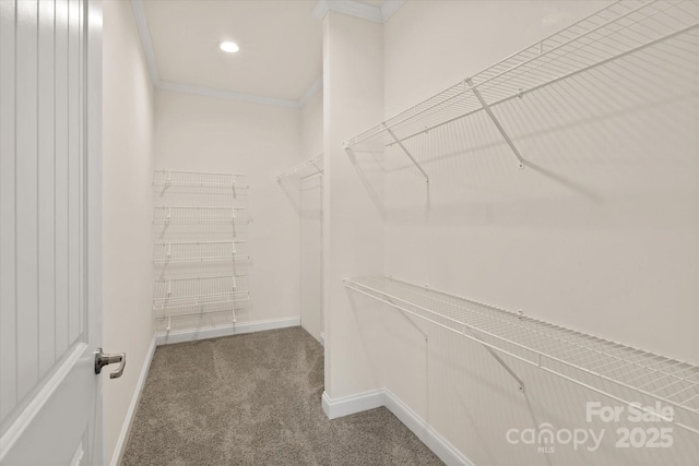 walk in closet with carpet