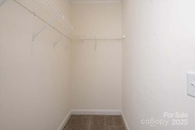 spacious closet featuring carpet