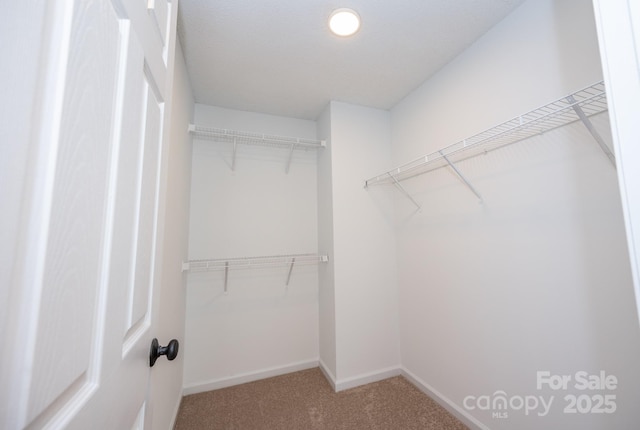 walk in closet with carpet flooring