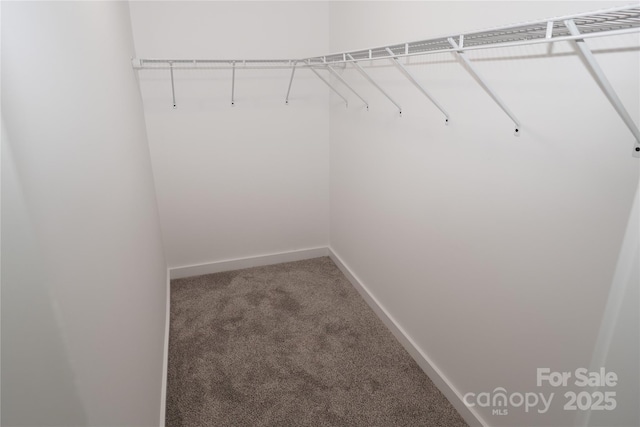 spacious closet featuring carpet flooring