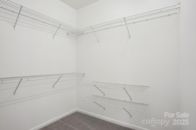 walk in closet with carpet flooring