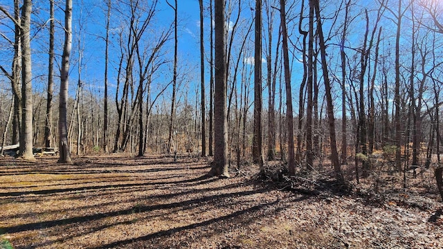 view of local wilderness