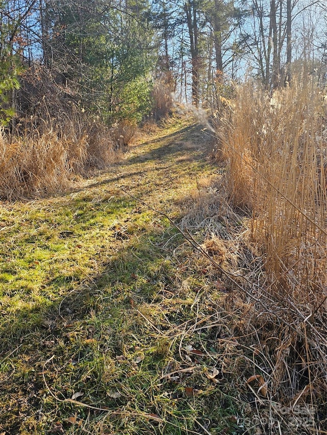 view of local wilderness