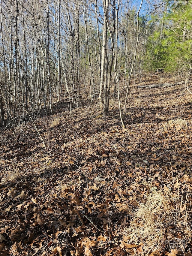 view of local wilderness