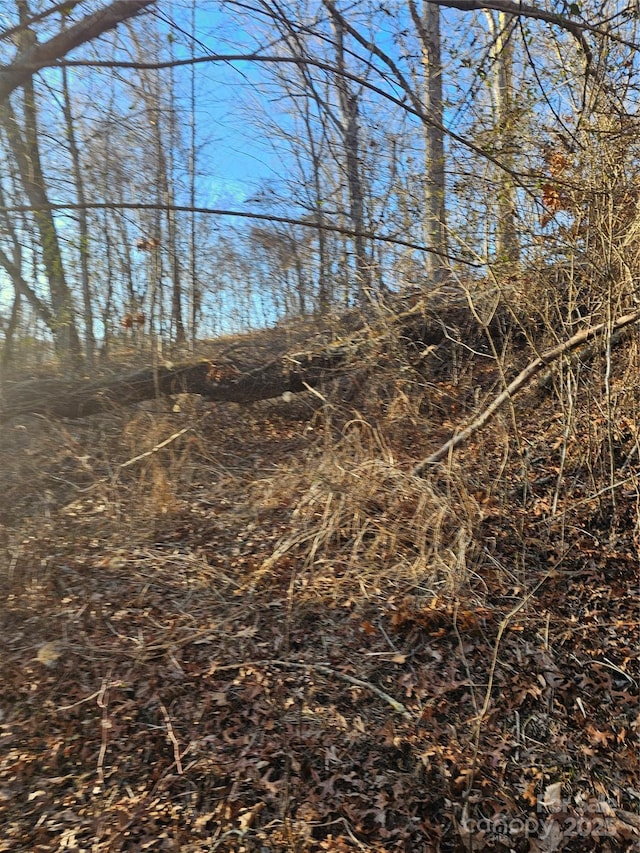 view of local wilderness