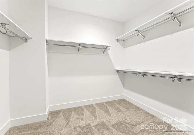 spacious closet with carpet flooring