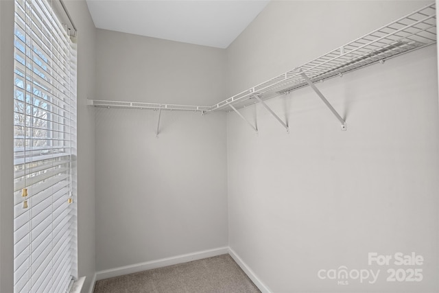 walk in closet featuring carpet floors