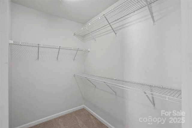 walk in closet featuring carpet flooring