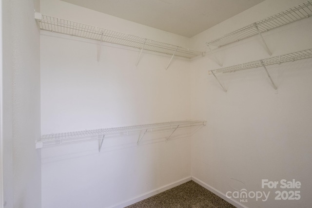 spacious closet featuring carpet floors