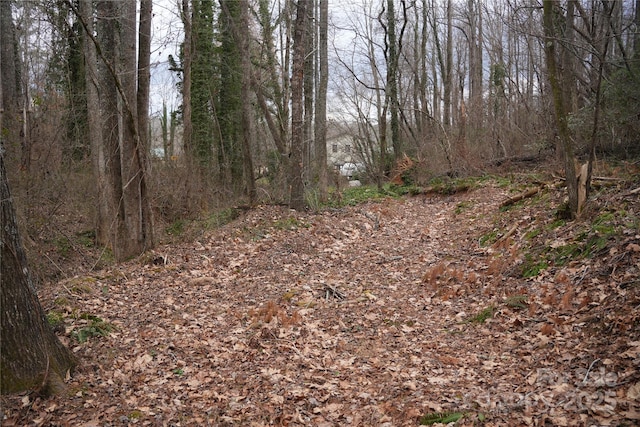 view of local wilderness