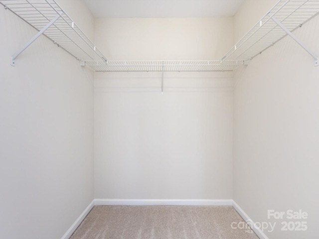 spacious closet featuring carpet floors