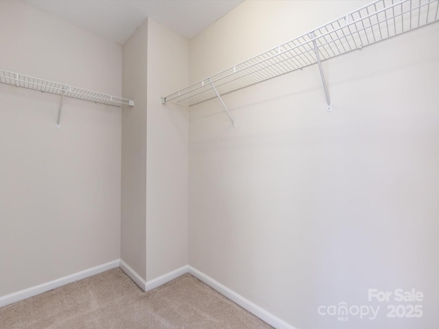 spacious closet featuring carpet