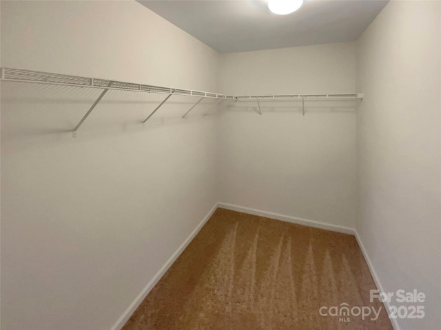 walk in closet featuring carpet floors