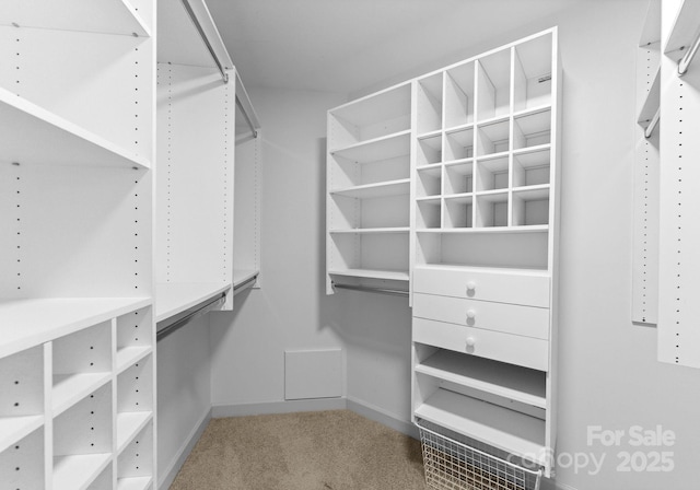walk in closet featuring carpet flooring
