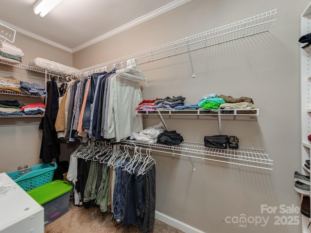 walk in closet with carpet flooring