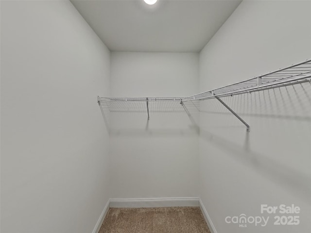 walk in closet featuring carpet floors