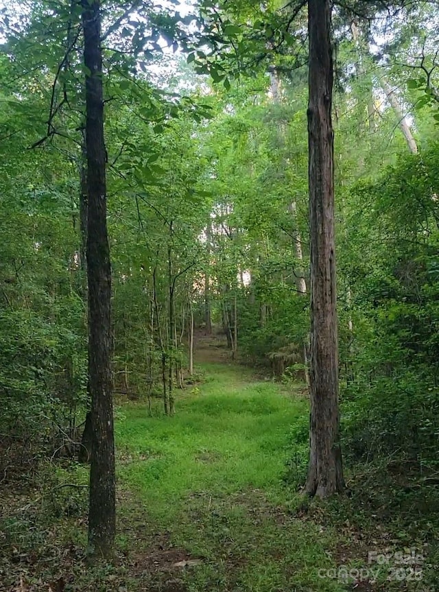 view of local wilderness