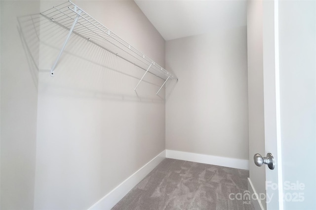 spacious closet featuring carpet