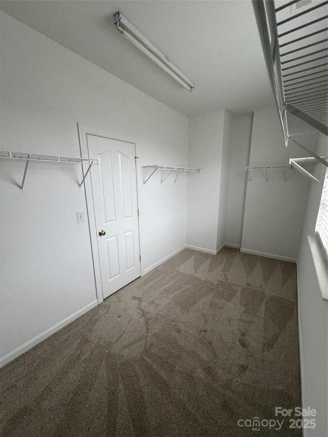 spacious closet with carpet flooring