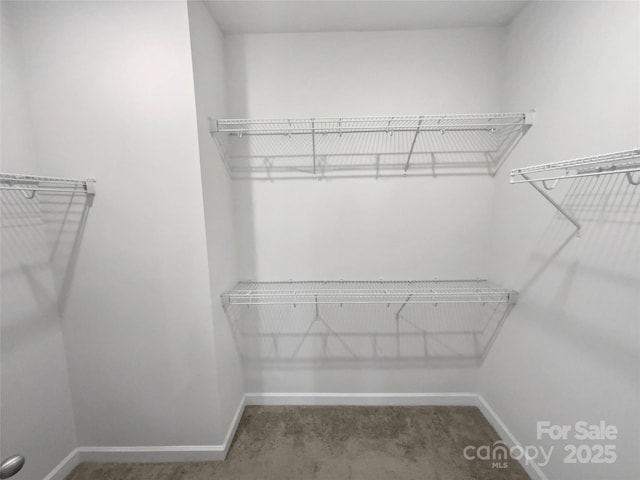 spacious closet featuring carpet flooring