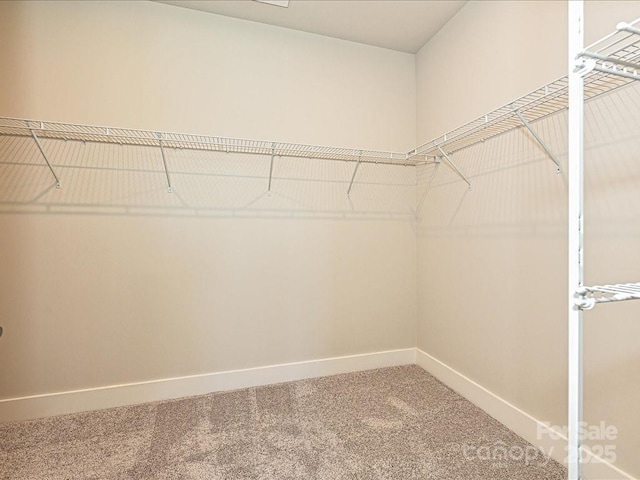 spacious closet featuring carpet floors