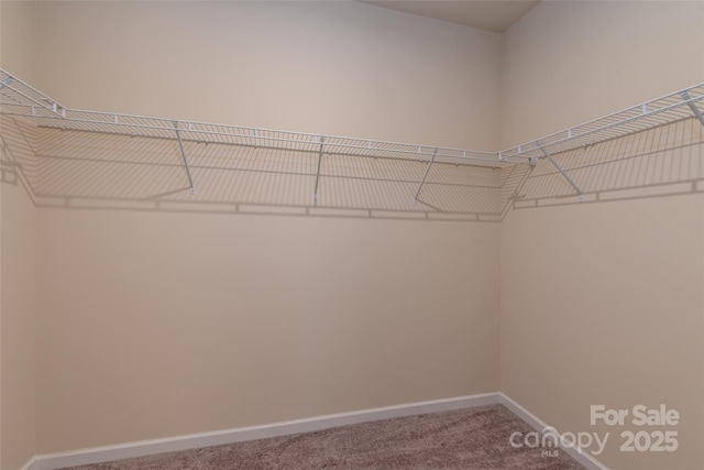 walk in closet featuring carpet flooring