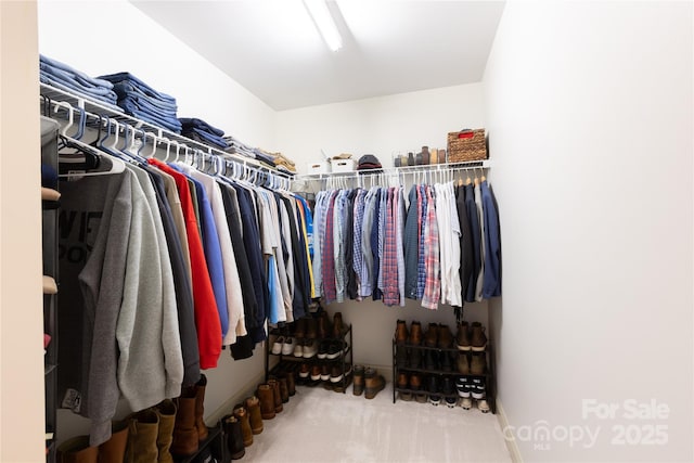 spacious closet featuring carpet flooring