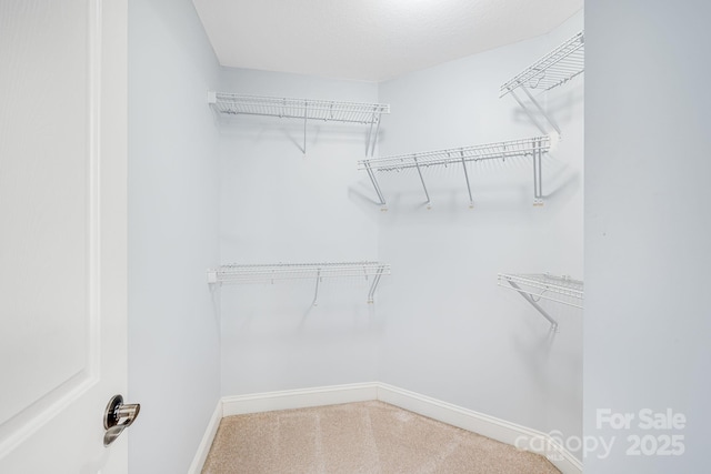 spacious closet featuring carpet floors