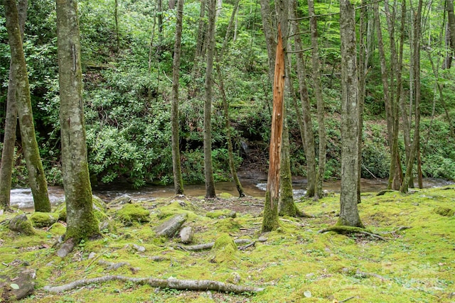 view of local wilderness