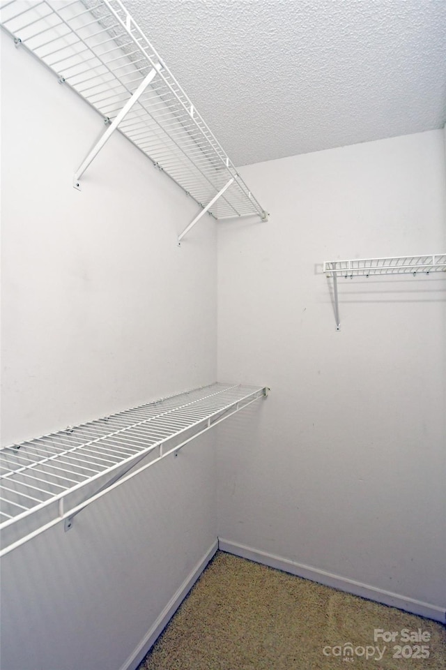 spacious closet featuring carpet flooring