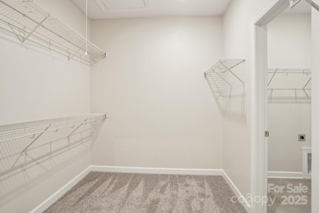 spacious closet featuring carpet flooring