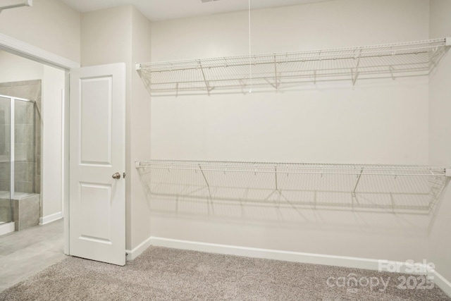 spacious closet featuring carpet