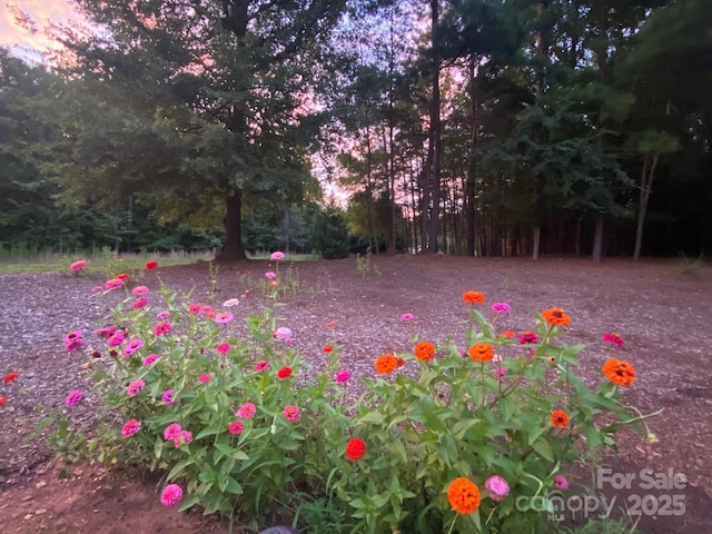 view of yard at dusk