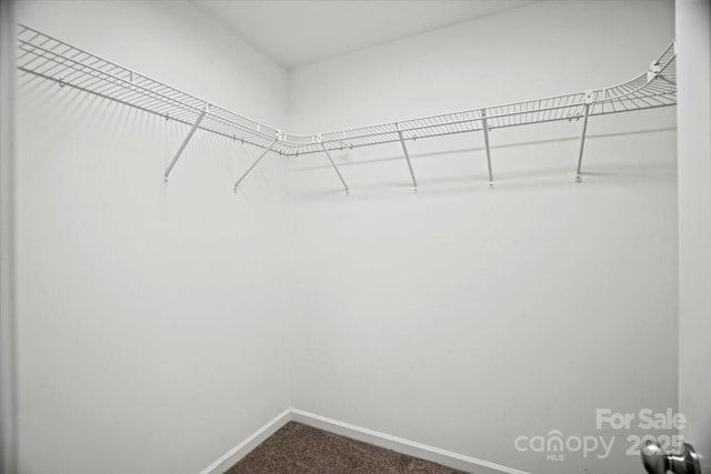 spacious closet featuring carpet flooring